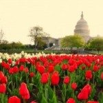 Garden View With White House In Background
