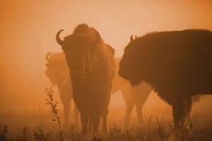 buffalo roam