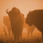 Hawaiian Buffalo