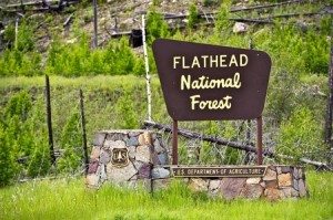 Flathead