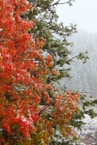 Targhee