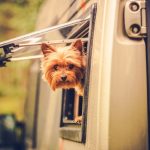 Dog Popping It's Head Out Of The RV