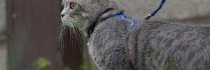 Traveling with Cats